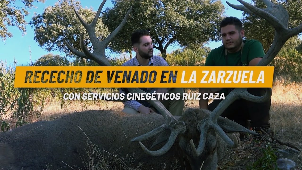 RECECHO DE VENADO EN BERREA CON SERVICIOS CINEGÉTICOS  RUIZ CAZA