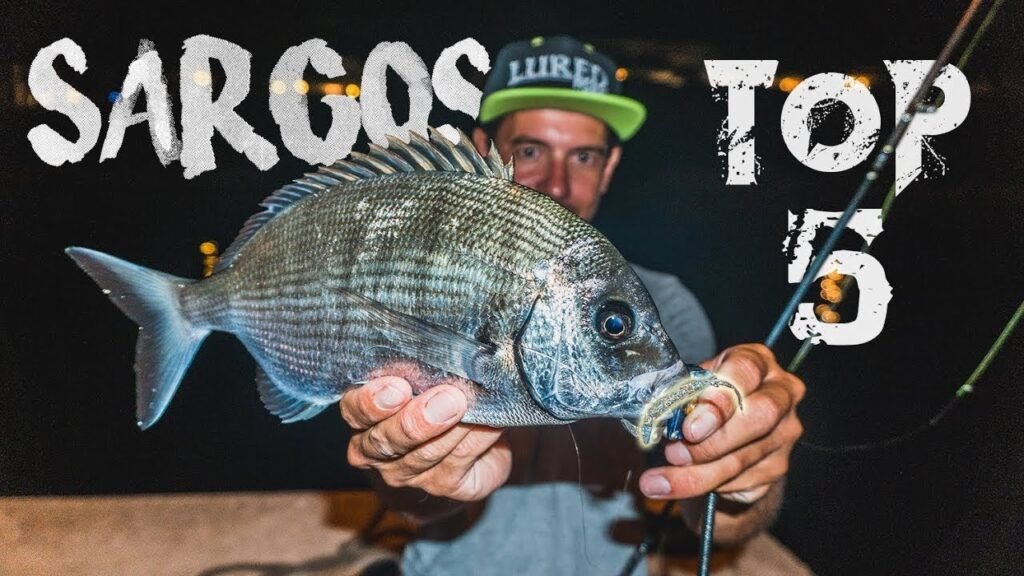 [SARGOS] ✔️TOP 5 MEJORES SEÑUELOS ⭐ para pescarlos con ÉXITO a Rockfishing / Spinning