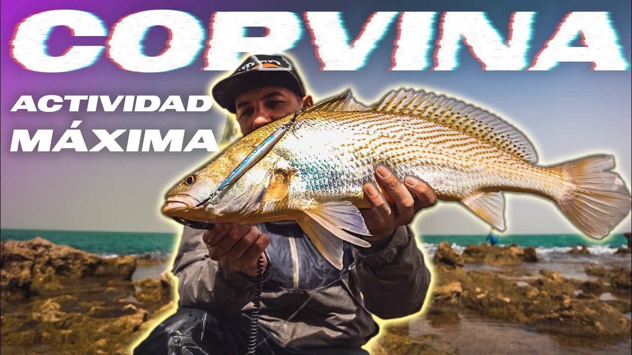 Se PELEAN por el POPPER (TRIPLETES de Palometón) [Mauritanian Series 4] | Lured Vlog 213