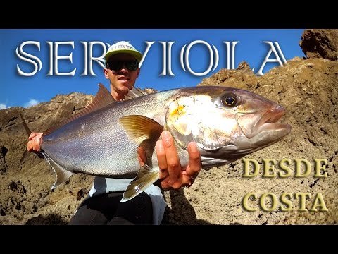 Serviola 8kg desde costa | Spinning