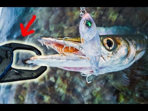¿SOLTAR peces de PISCIFACTORÍA? ¿Usar FISH GRIPS? | Lured Q&A