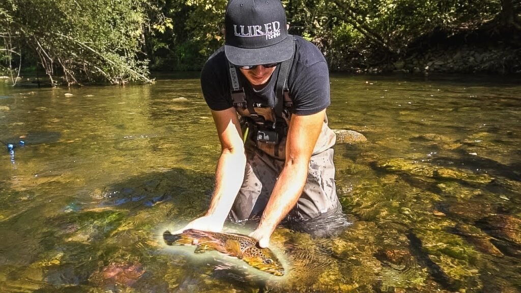 TEASER Lured Trip      &