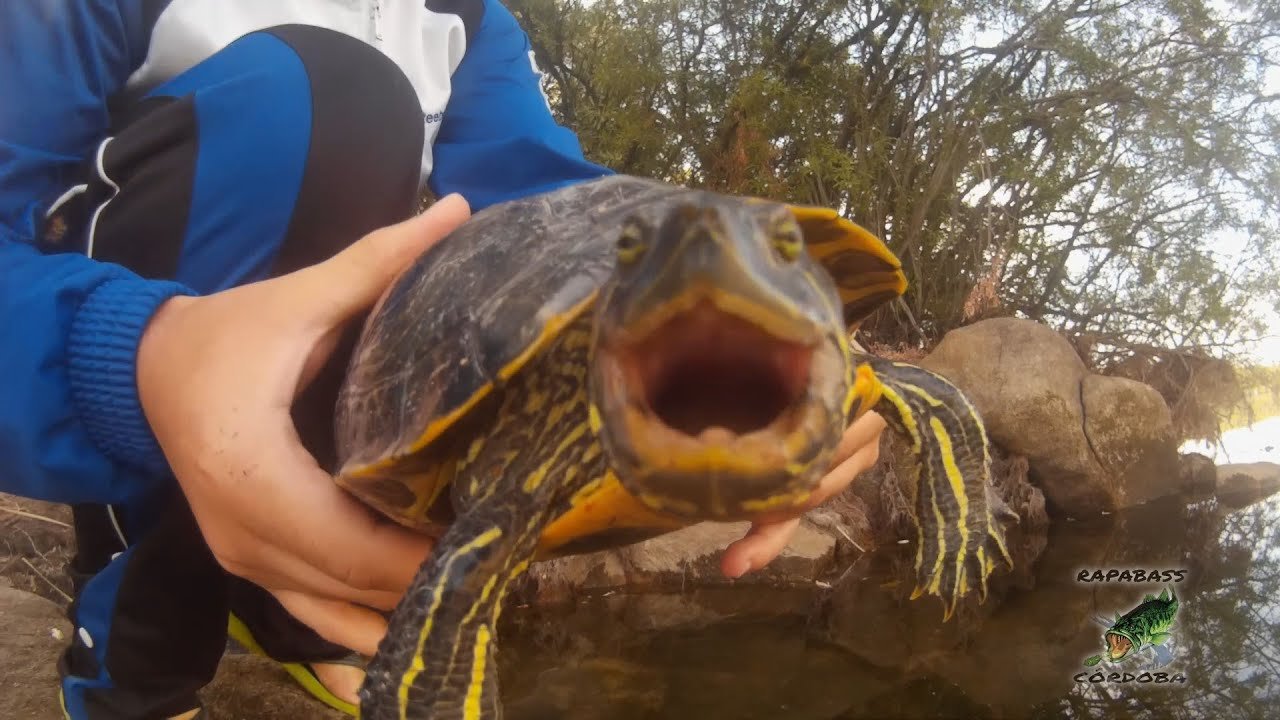 Tortuga a carpfishing en Las Jaras | HD