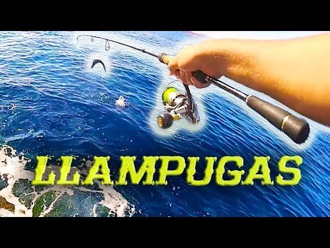 Últimas llampugas del año!! | Lured Vlog 22