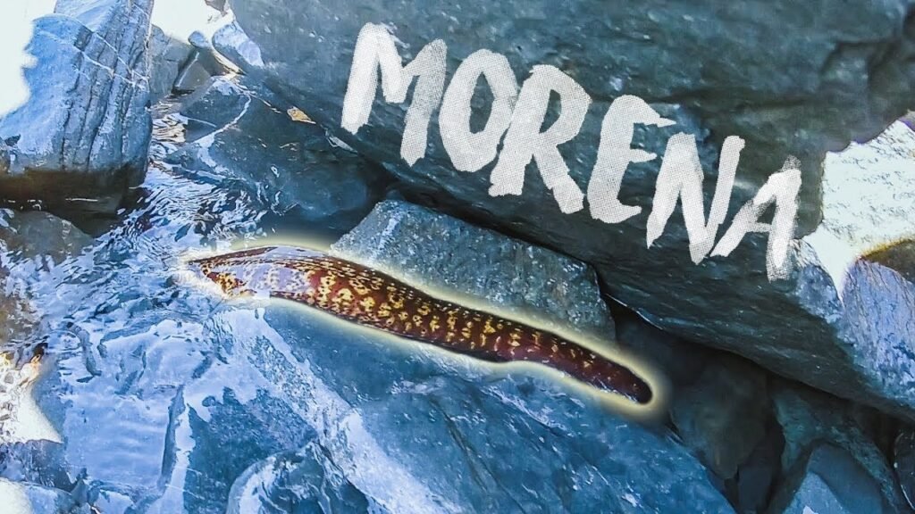 ¡Una MORENA me intenta ROBAR los Peces! | Lured Vlog 82