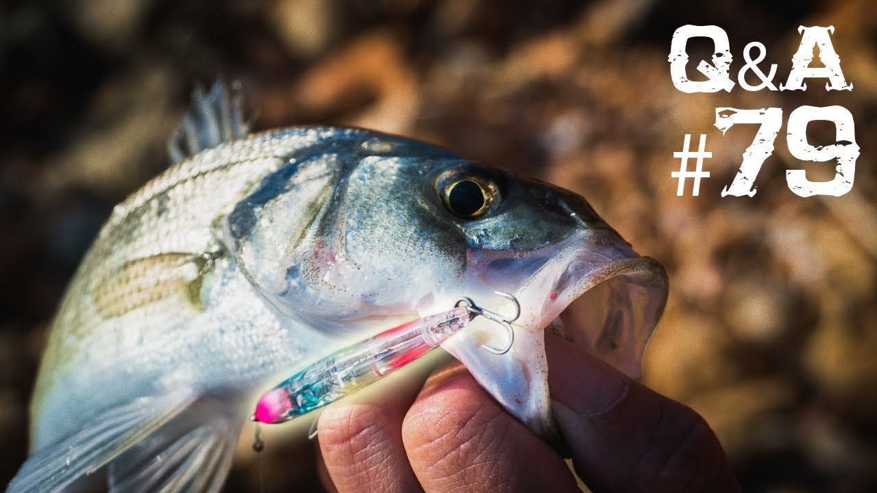 ¿Usar LUZ para pescar MÁS CALAMARES? ¿MÁS PECES con SEÑUELOS GRANDES? | Lured Q&A #79